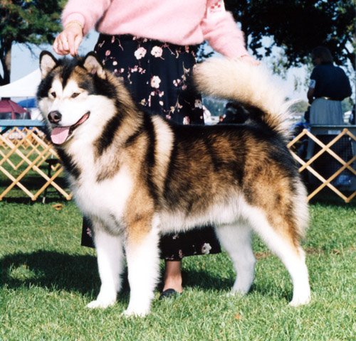 Am/Can/Int'l Ch. Winterchill's Williwaw Apache - owned by Dorrit & Mike Evensen, Akaila Alaskan Malamutes (USA)