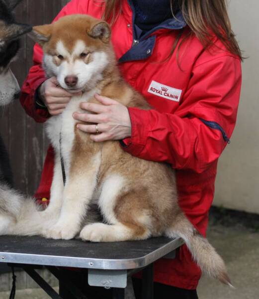 12 weeks with Terra just in shot, showing him how fun grooming can be!!