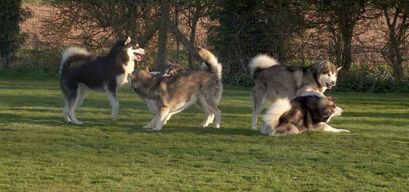 Bullit, Wanda, Scarlet, Wookie & Terra playing tag in the garden