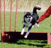 Bullit doing the long jump
