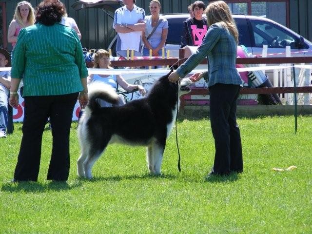 Open Dog class, with Judge Brunette Greenland