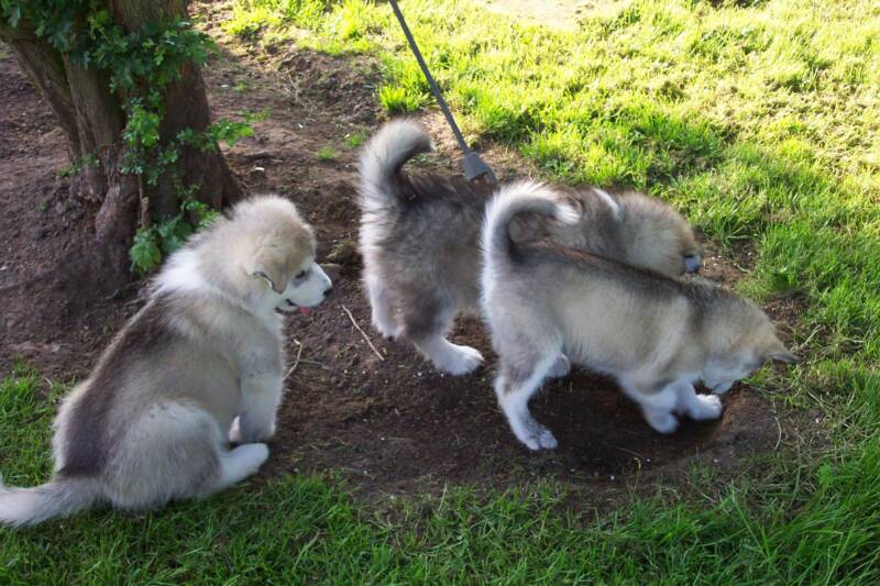 Left to right: Bodhi, Cruiser & K'eyush digging Mark's flower beds!