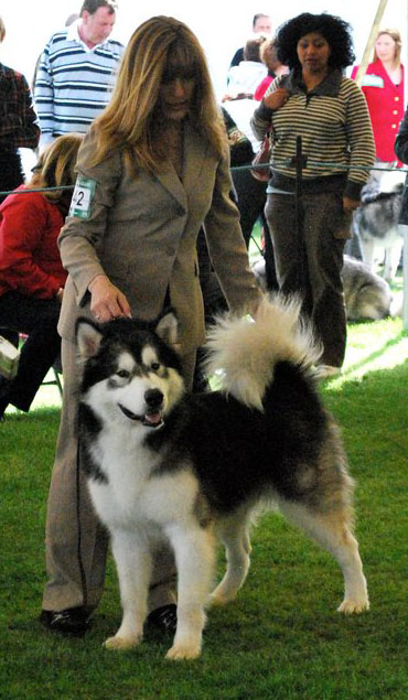 Cub winning Junior Dog