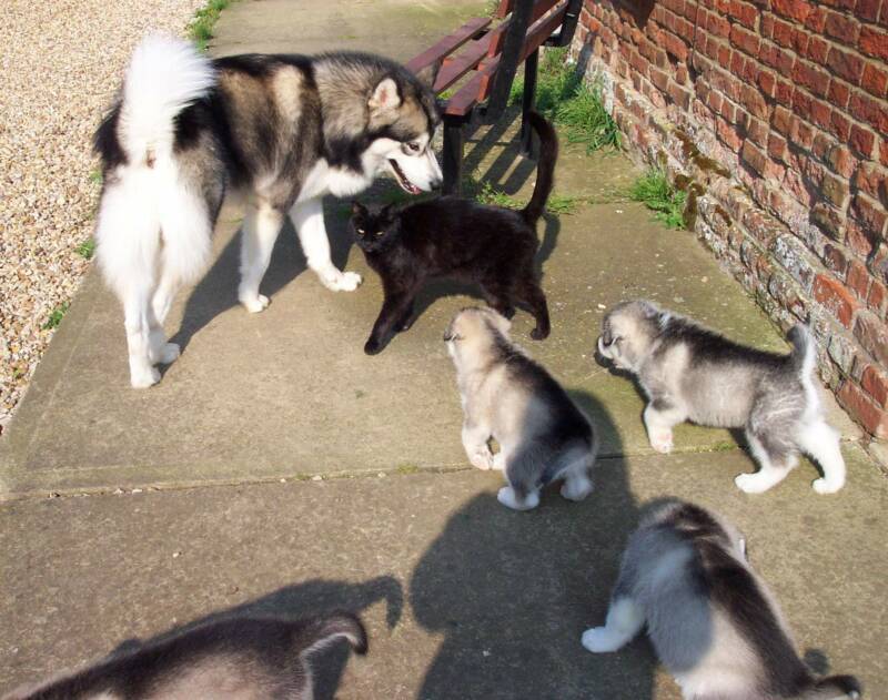 Terra showing the babies how to behave with the cats