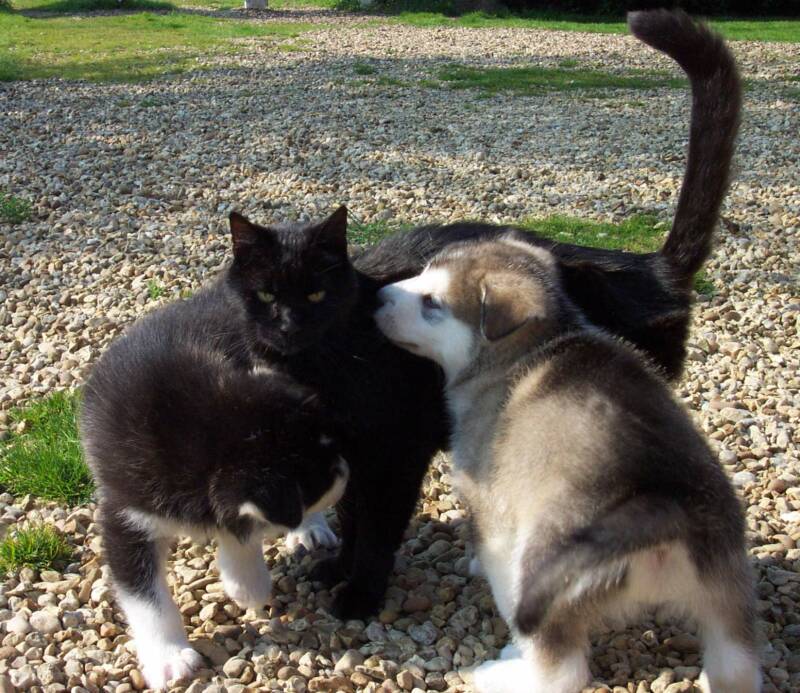 Bullit & Lobo doing some cat-bonding!