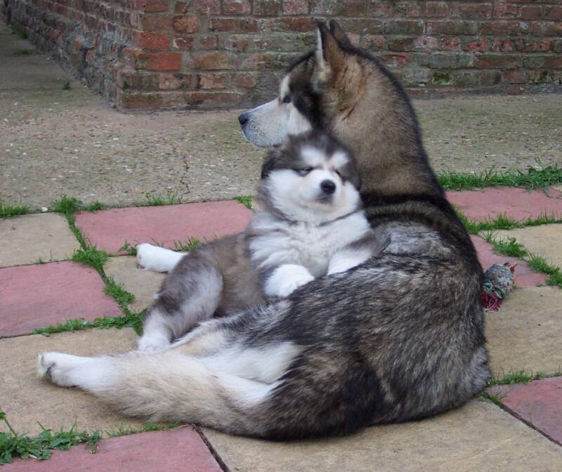 Sassy and her sleepy baby, Cruiser