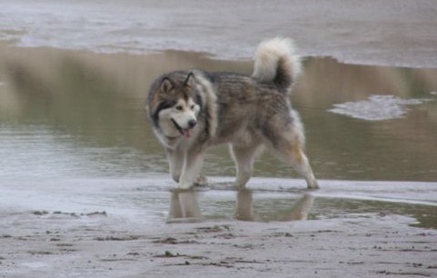 Timber's son 'Drifter' - Arctictrek Ice-Wolf at Akela as a veteran
