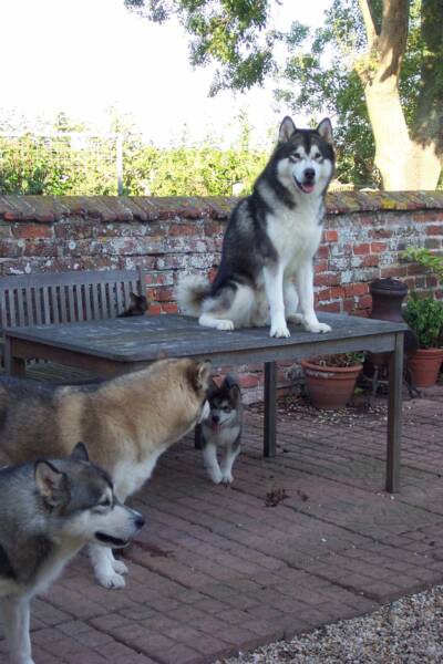 Scarlet, Kina, Kisi, Terra - on the table - with cat Trigger on then bench!