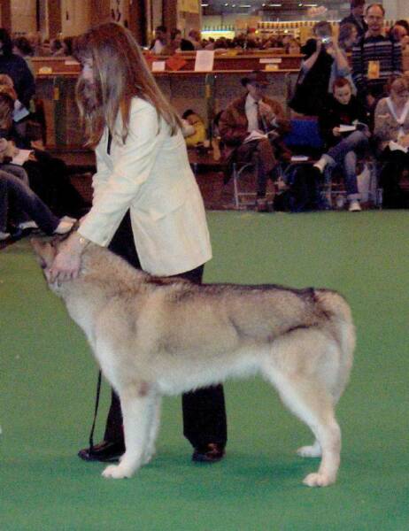 ......& winning Best Veteran Bitch at Crufts age 10 years