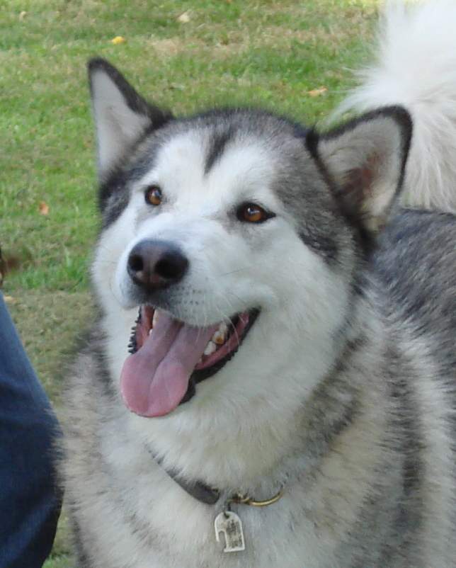 Snowolf Pistolpackin' Mama aka Luca owned by Peter & Cordelia