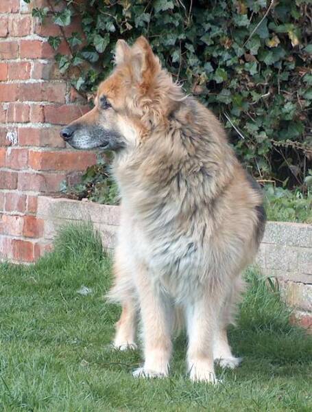 Our beautiful Riga in the garden April 06, age 13 years 