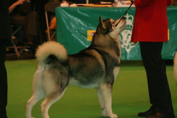 Scarlet winning Reserve Bitch CC at Crufts