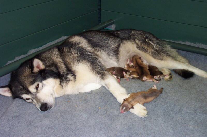 Scarlet & her babies