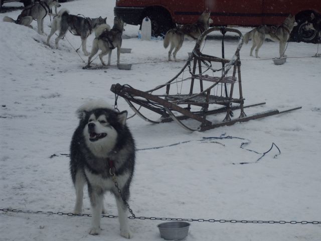 Star at Aviemore Sled Dog Rally '07