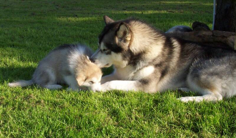 Terra cleaning baby Bodhi