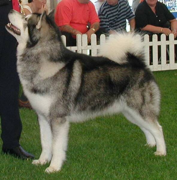 Winning Best of Breed & Working Group 2