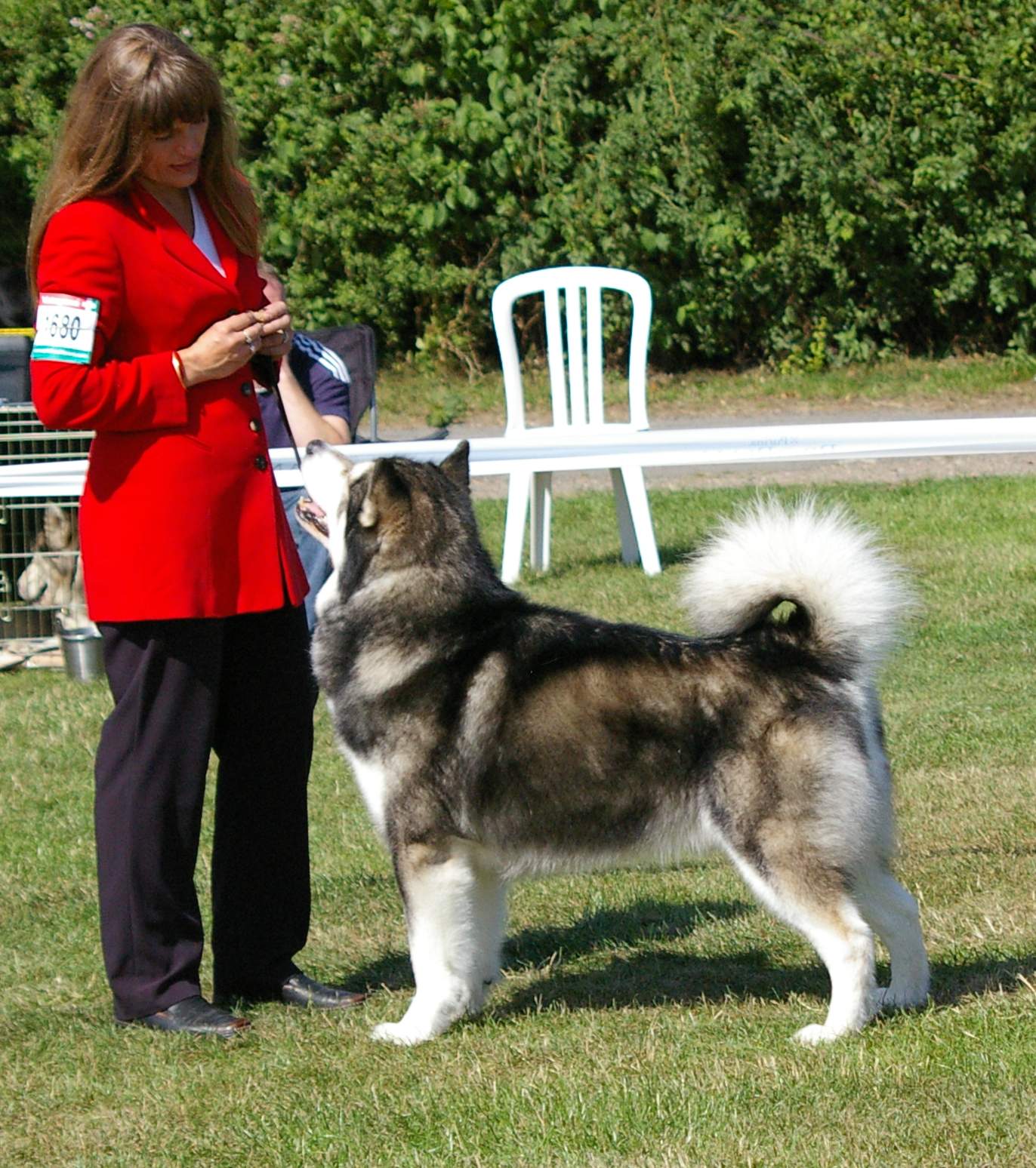 Timber winning a CC & BOB