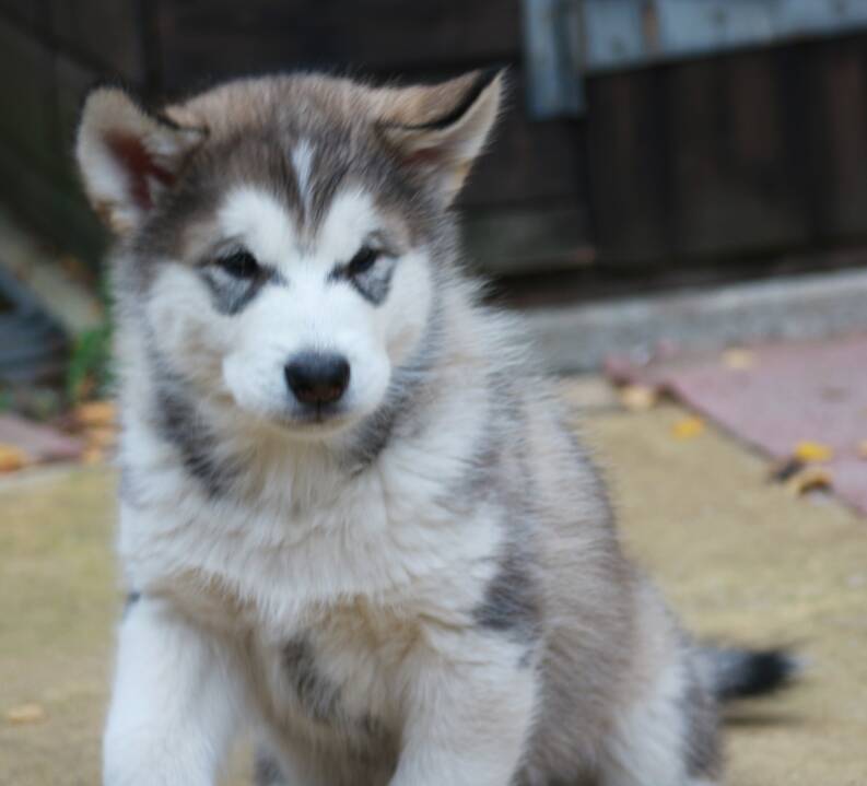 Monty 8 weeks