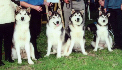 .....with pups Hamish, Otto & Taz at their first Championship show  (photo Owen Kneebone)