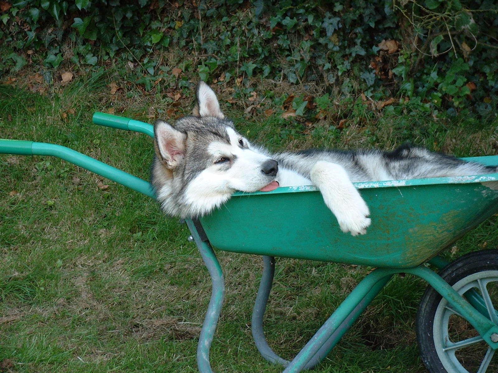 Kodiak, helping with the gardening