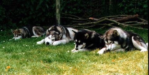 Some of the pack eating their bones with visitor Mabel