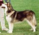 At 6 months, winning Best Puppy Bitch @ Richmond Championship Show 2000