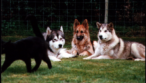 Practicing her down-stay with Timber & Riga.  As a keen hunter, this is Kina's hardest challenge.......don't worry, the stunt cat is Thomas, part of our pack and honorary Malamute!!