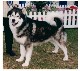 Winning Best of Breed & Working Group 3 at Leeds Championship Show 2000.