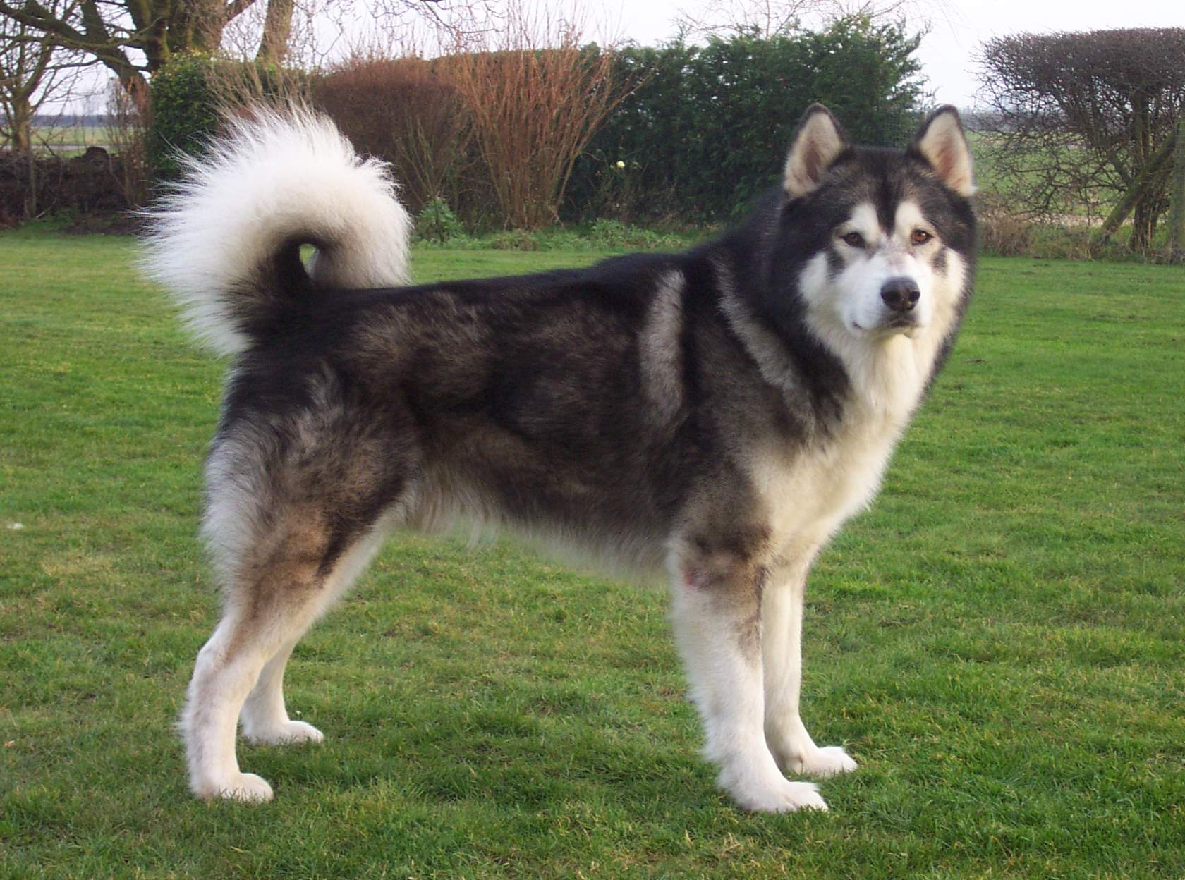 Timber wolf best sale alaskan malamute mix