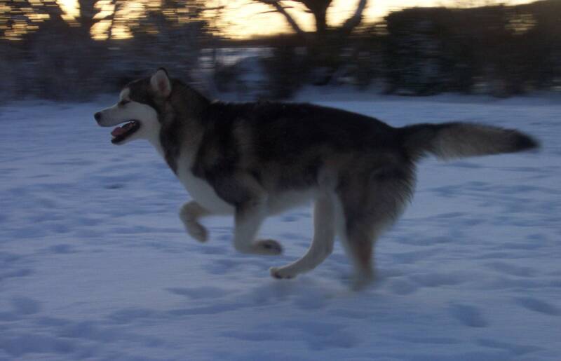 Wanda in action at 11 months