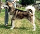 Wookie at 15 months winning Best of Breed and Working Group 3  (photo Martin Leigh)