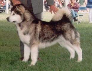 Winning Best Rare Breed - Southern Counties Championship Show 2001.......'photo Alan Walker
