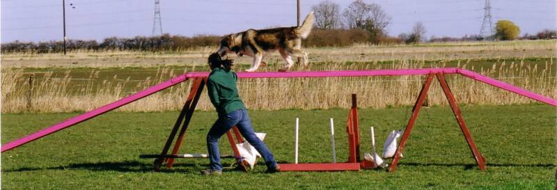 Nova on the dog-walk