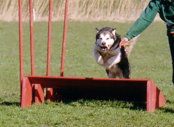 Nova doing the long jump