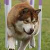 Buck at agility october '09