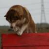 Buck at agility october '09