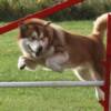 Buck at agility october '09