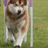 Buck at agility october '09