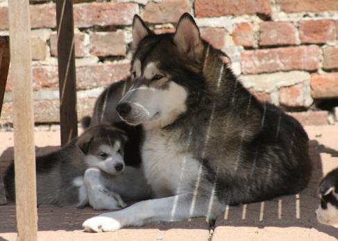 Kisi with her babies aged 5 weeks