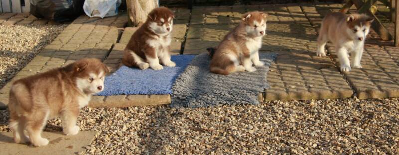 The boys....from L to R: Groucho, Harpo, Gummo, Zeppo